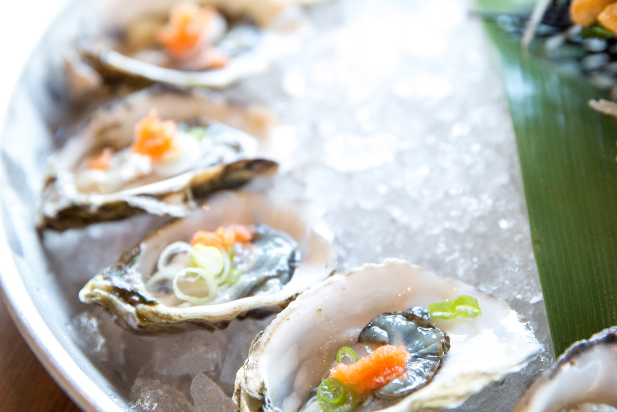 Delicious oysters at The Dornie | Seafood Restaurant near Skye